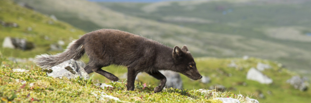 Le Volpi Artiche - Ísafjörður | Secret World Trip Planner
