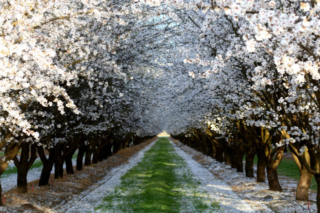 Almendro en Flor - Ivissa | Secret World Trip Planner