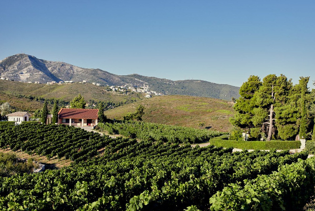 Il vino Attica - Stamata | Secret World Trip Planner