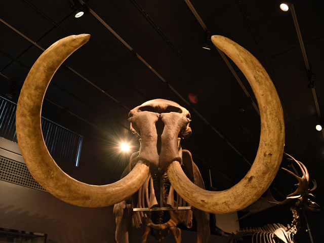 Zoological Museum, University Of Zurich - Zürich | Secret World Trip Planner
