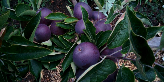 Arkansas Schwarzer Apfel - Clarksville | Secret World Trip Planner