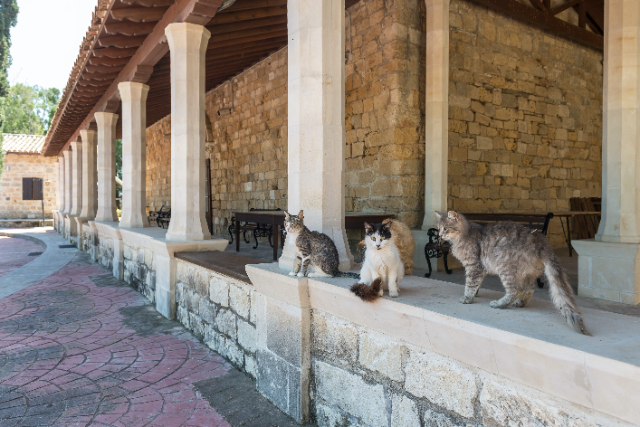 Monasterio de San Nicolás de los Gatos - Akrotiri | Secret World Trip Planner