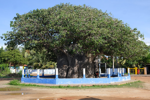 El árbol baobab de Pallimunai — Mannar