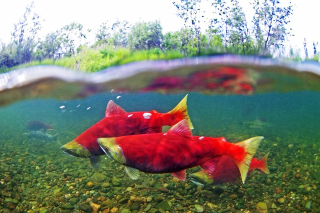 El salmón rojo de Okanagan — Okanagan Lake
