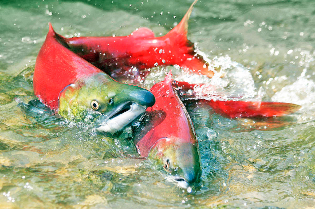 El salmón rojo de Okanagan - Okanagan Lake | Secret World Trip Planner