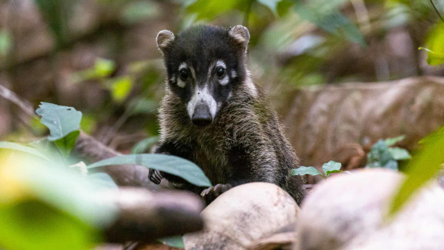 Parco Nazionale Corcovado - Los Patos Sirena Trail | Secret World Trip Planner