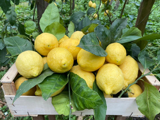 Limoni di Ventimiglia - Ventimiglia | Secret World Trip Planner