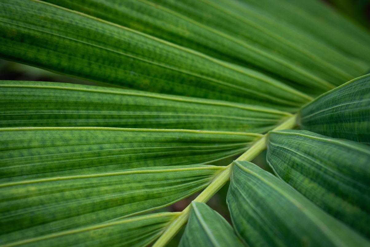 Montreal Botanical Garden - Montréal | Secret World Trip Planner
