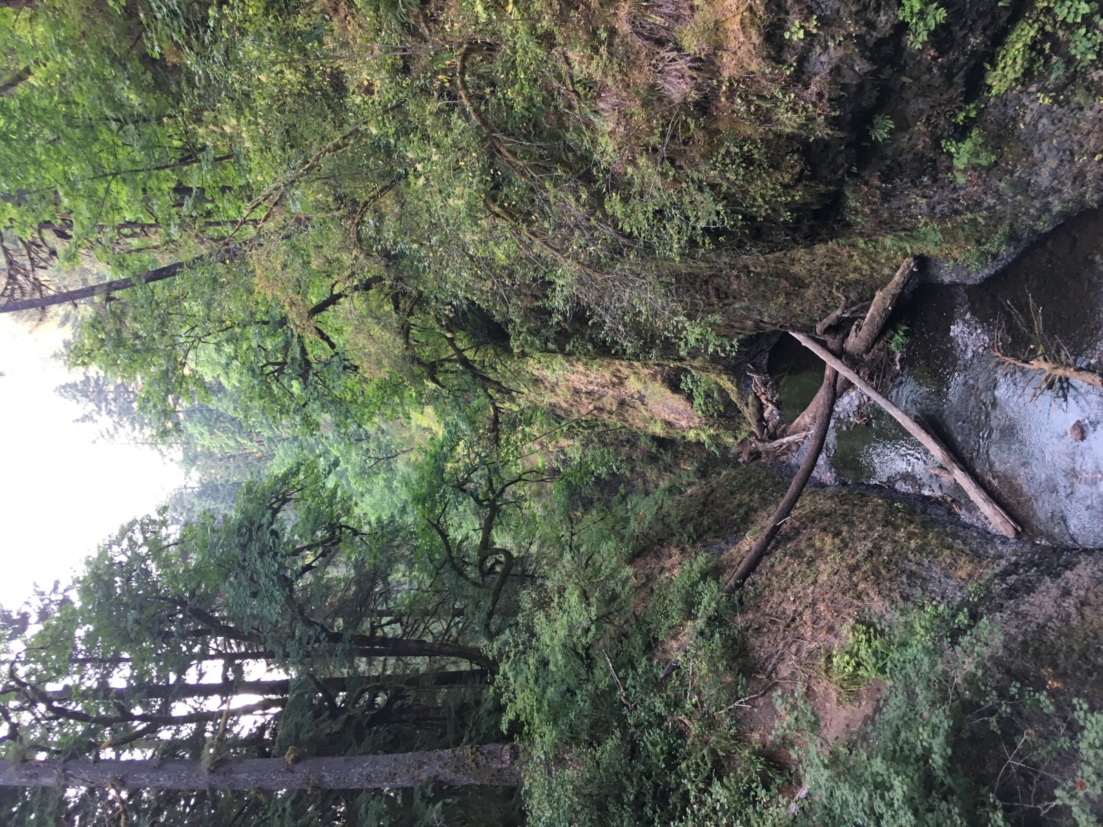 Oneonta Gorge - Oneonta Gorge | Secret World Trip Planner