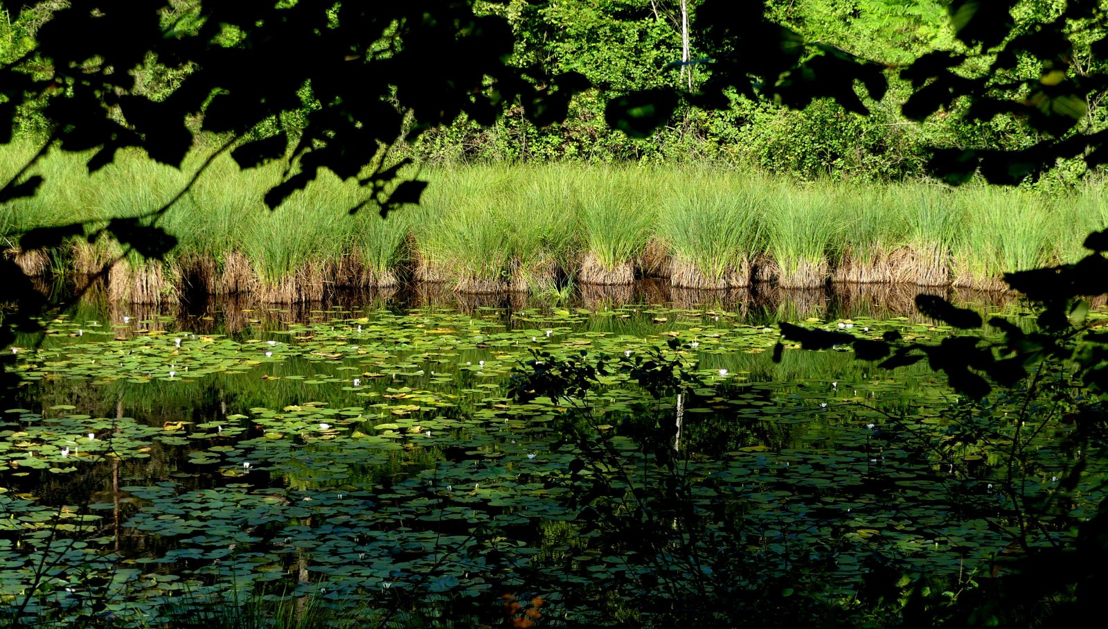 Parco dei Lagoni di Mercurago - Provincia di Novara | Secret World Trip Planner