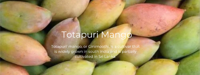 The Totapuri mango - Andhra Pradesh | Secret World Trip Planner