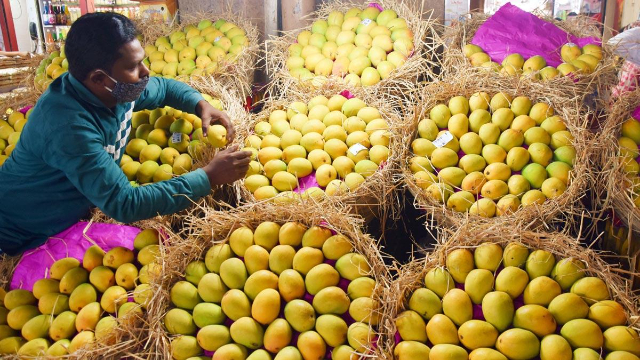 Alphonso mangoes — Devgad