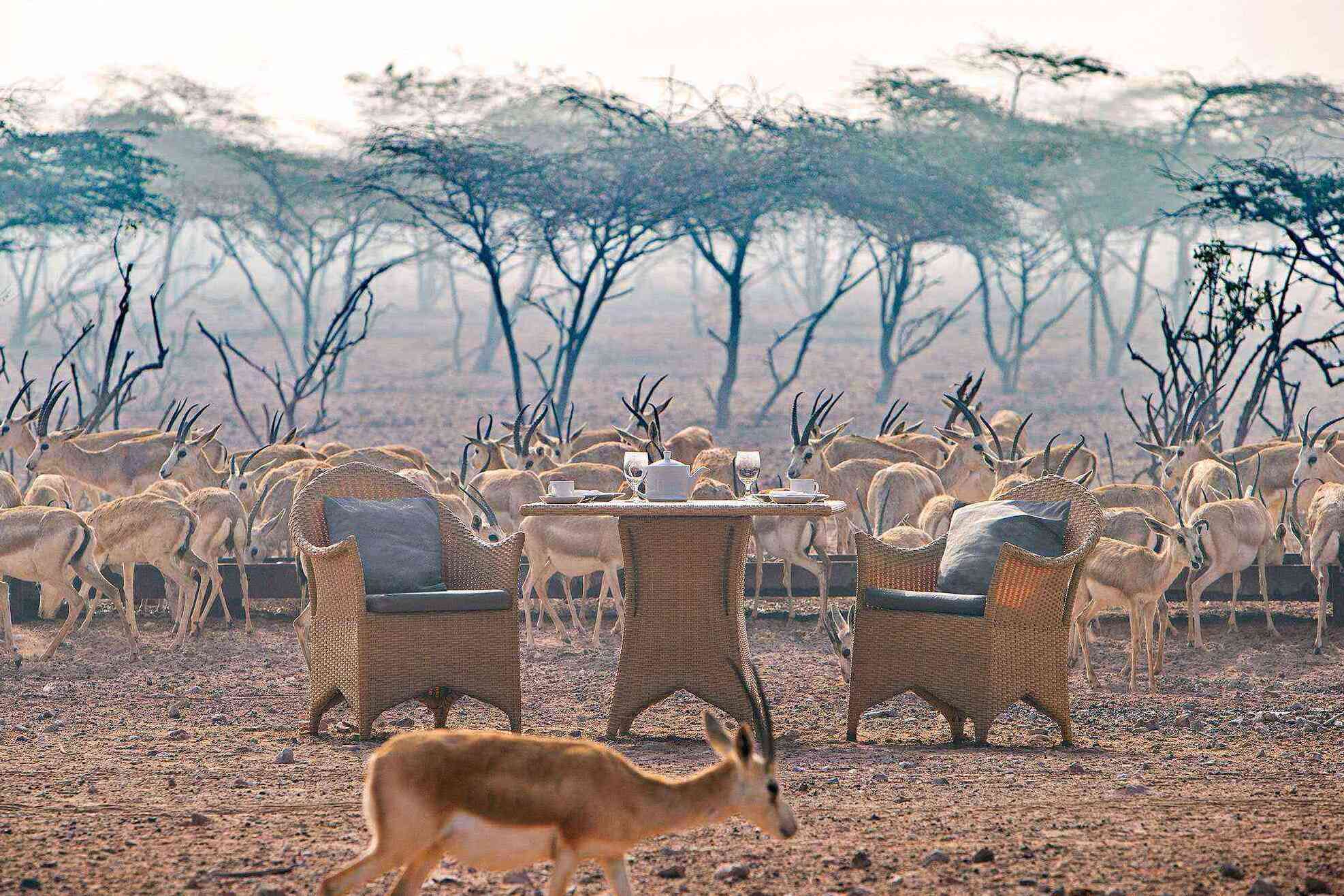 Arabian Wildlife Park on Sir Bani Yas Island | Secret World Trip Planner