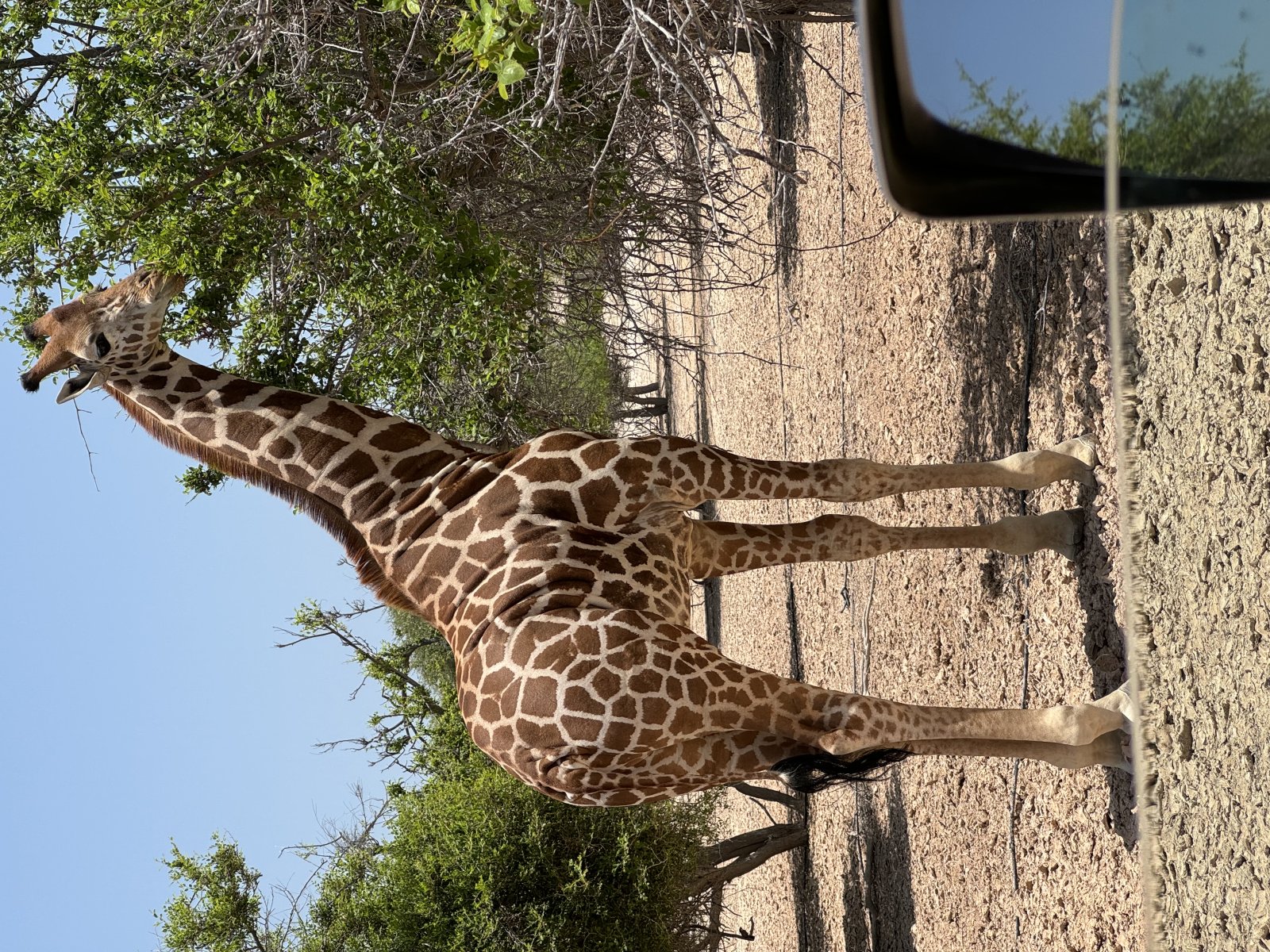 Arabian Wildlife Park on Sir Bani Yas Island | Secret World Trip Planner