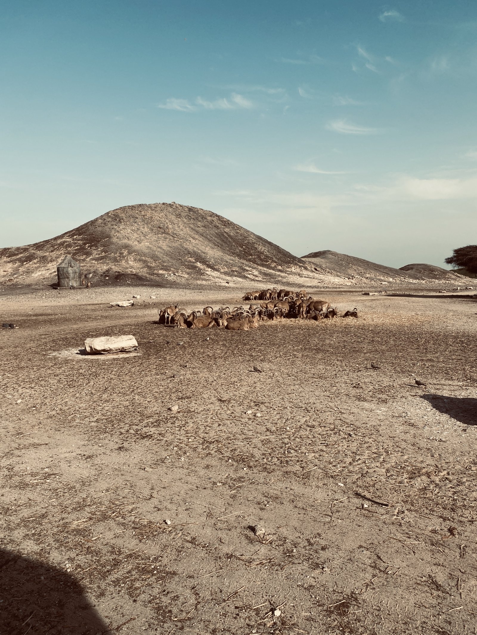Arabian Wildlife Park on Sir Bani Yas Island | Secret World Trip Planner