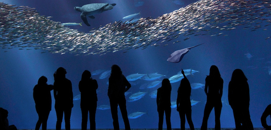 Monterey Bay Aquarium - Monterey | Secret World Trip Planner