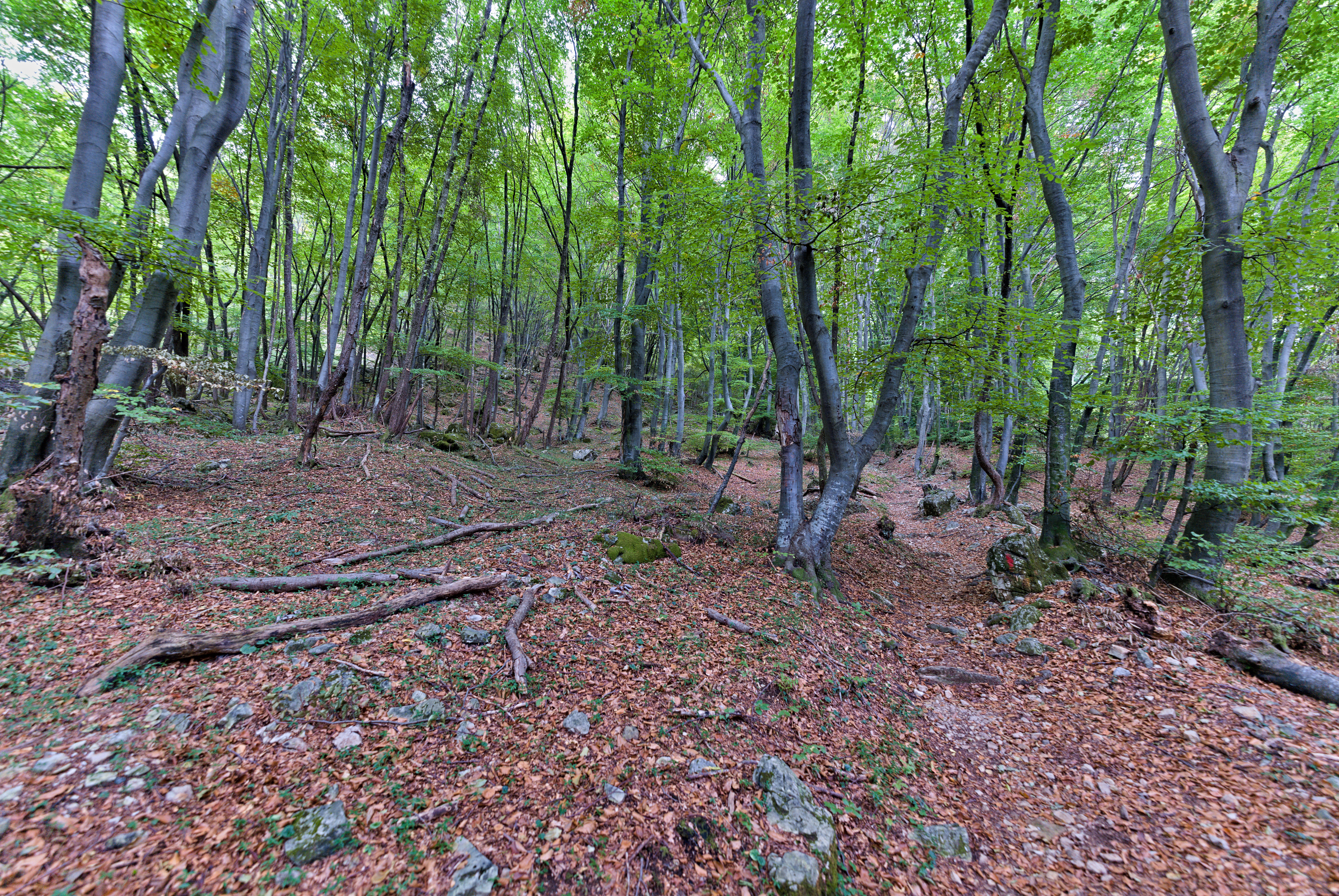 Unesco | El Monte San Giorgio - Brusino Arsizio | Secret World Trip Planner