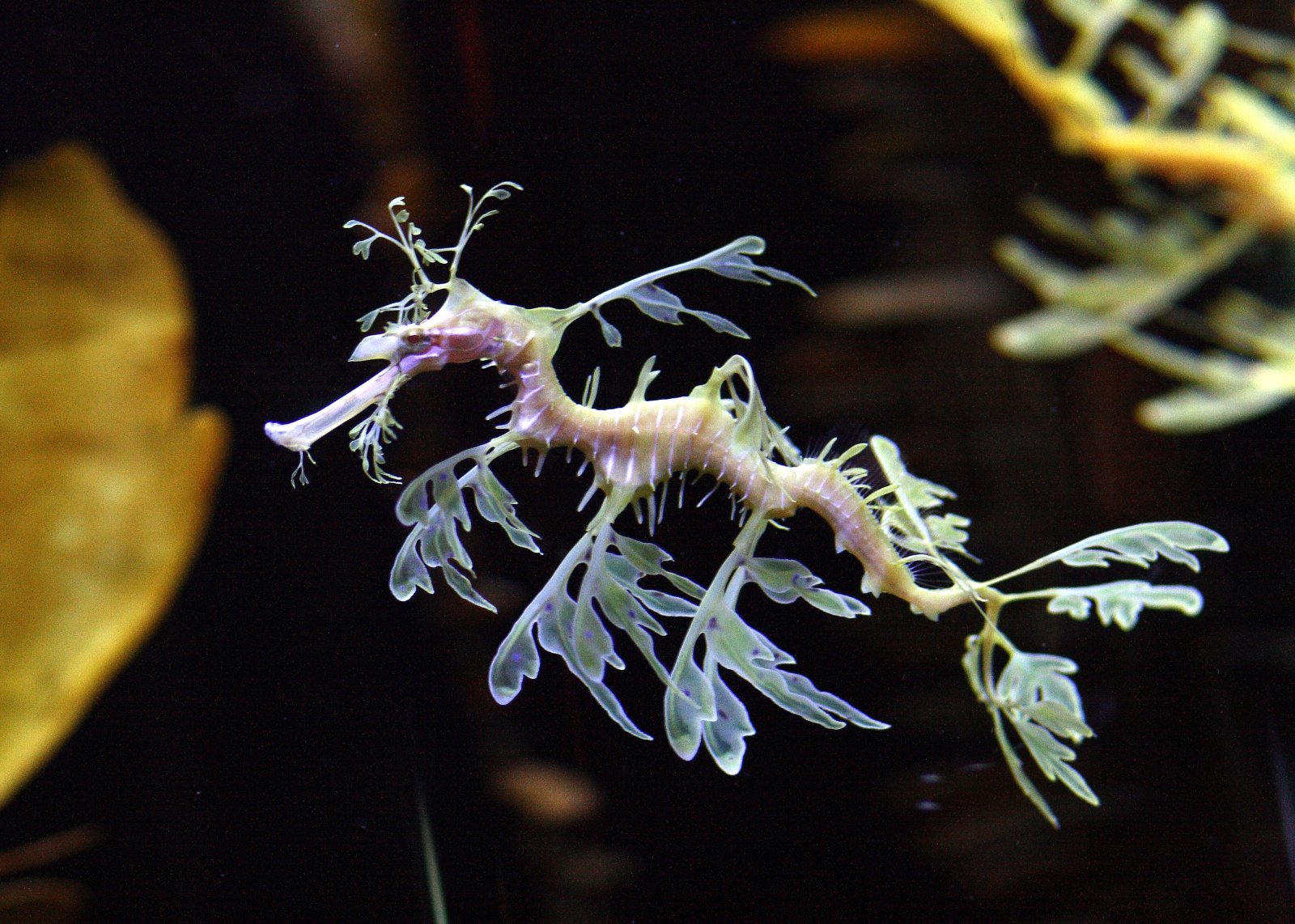 El acuario John G. Shedd en Chicago - Chicago | Secret World Trip Planner