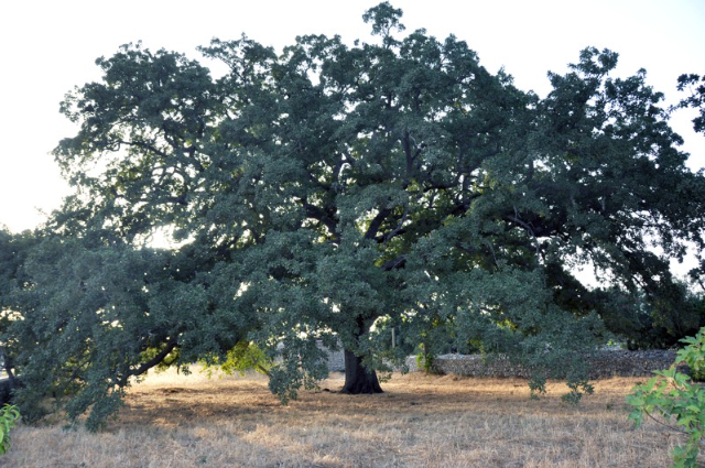 La Quercia Vallonea di Tricase - 73039 Tricase | Secret World Trip Planner