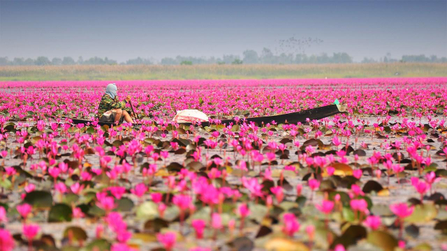 El vibrante espectáculo de los nenúfares rosa brillante en flor de Barisal - Barishal | Secret World Trip Planner