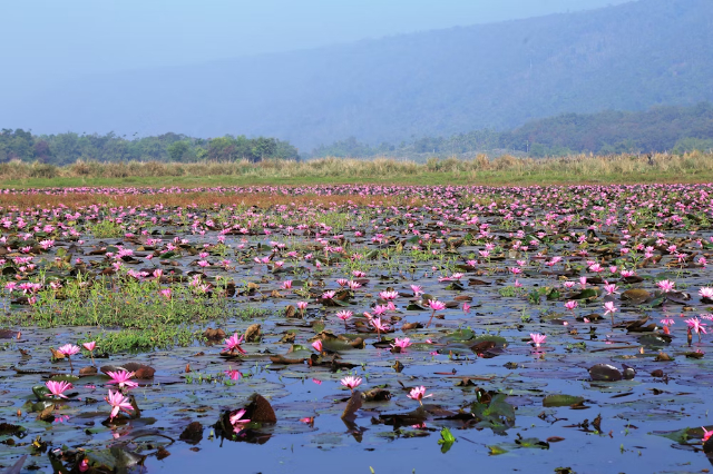 El vibrante espectáculo de los nenúfares rosa brillante en flor de Barisal - Barishal | Secret World Trip Planner