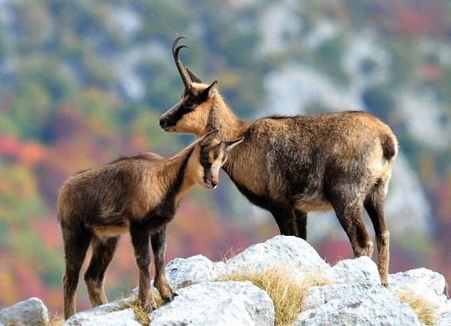 Abruzzo Chamois: najljepša na svijetu - Alfedena | Secret World Trip Planner