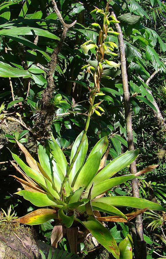Nicaragua | Mombacho Volcano, where birds sig - Granada | Secret World Trip Planner