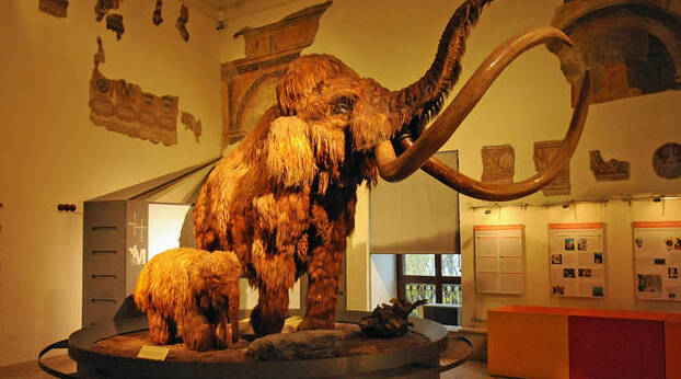 Bergamo | Museum of Natural Sciences Enrico Caffi - Bergamo | Secret World Trip Planner