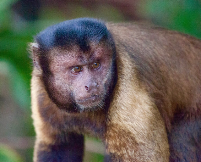 "Black-horned Capuchin Monkeys" — Manduri - SP