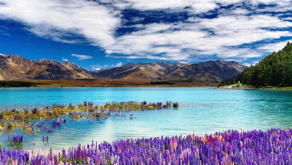 Purple, pink, and blue-hued lupin flowers — Lake Tekapo