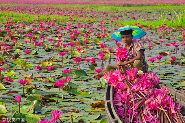 Le spectacle vibrant des nénuphars rose vif fleurissant à Barisal — Barishal