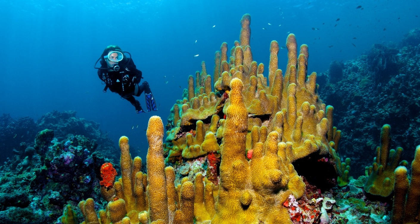 Anse Chastanet korallrev hamnar | Secret World Trip Planner