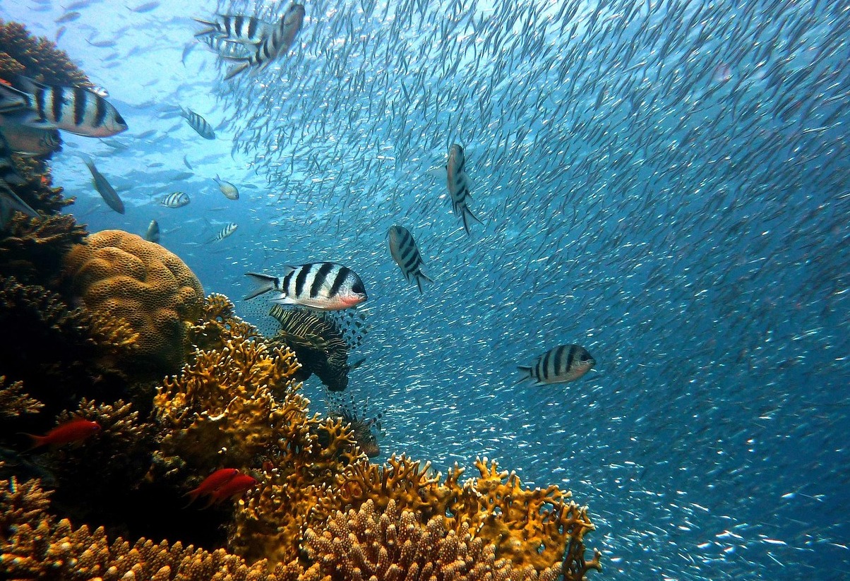 Anse Chastanet korallrev hamnar | Secret World Trip Planner