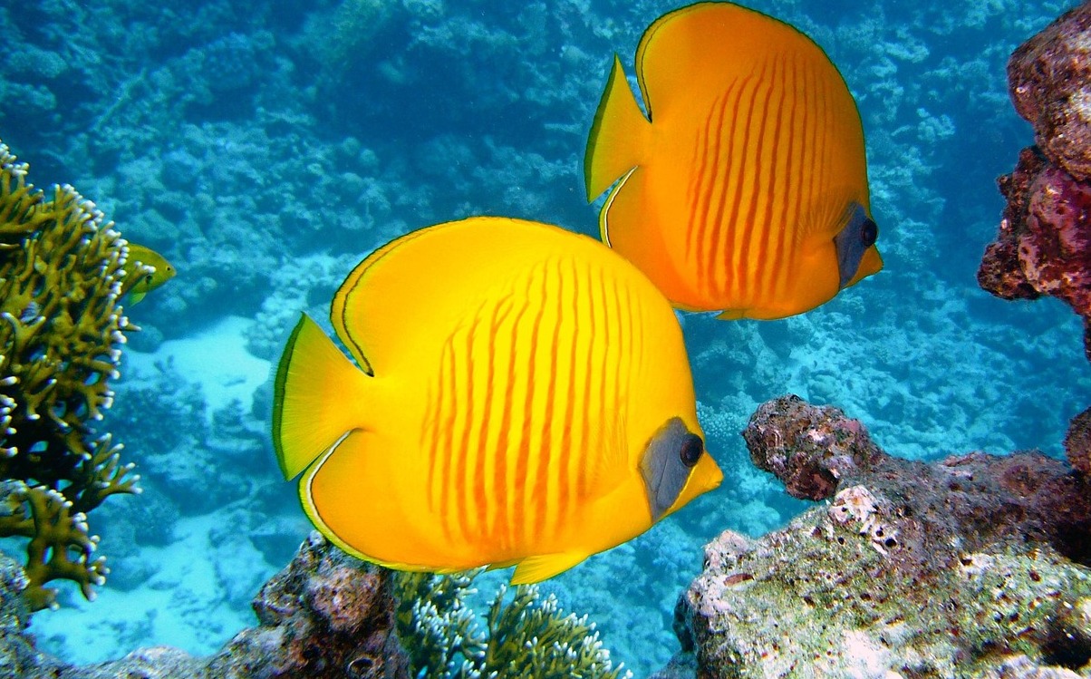 Anse Chastanet korallrev hamnar | Secret World Trip Planner