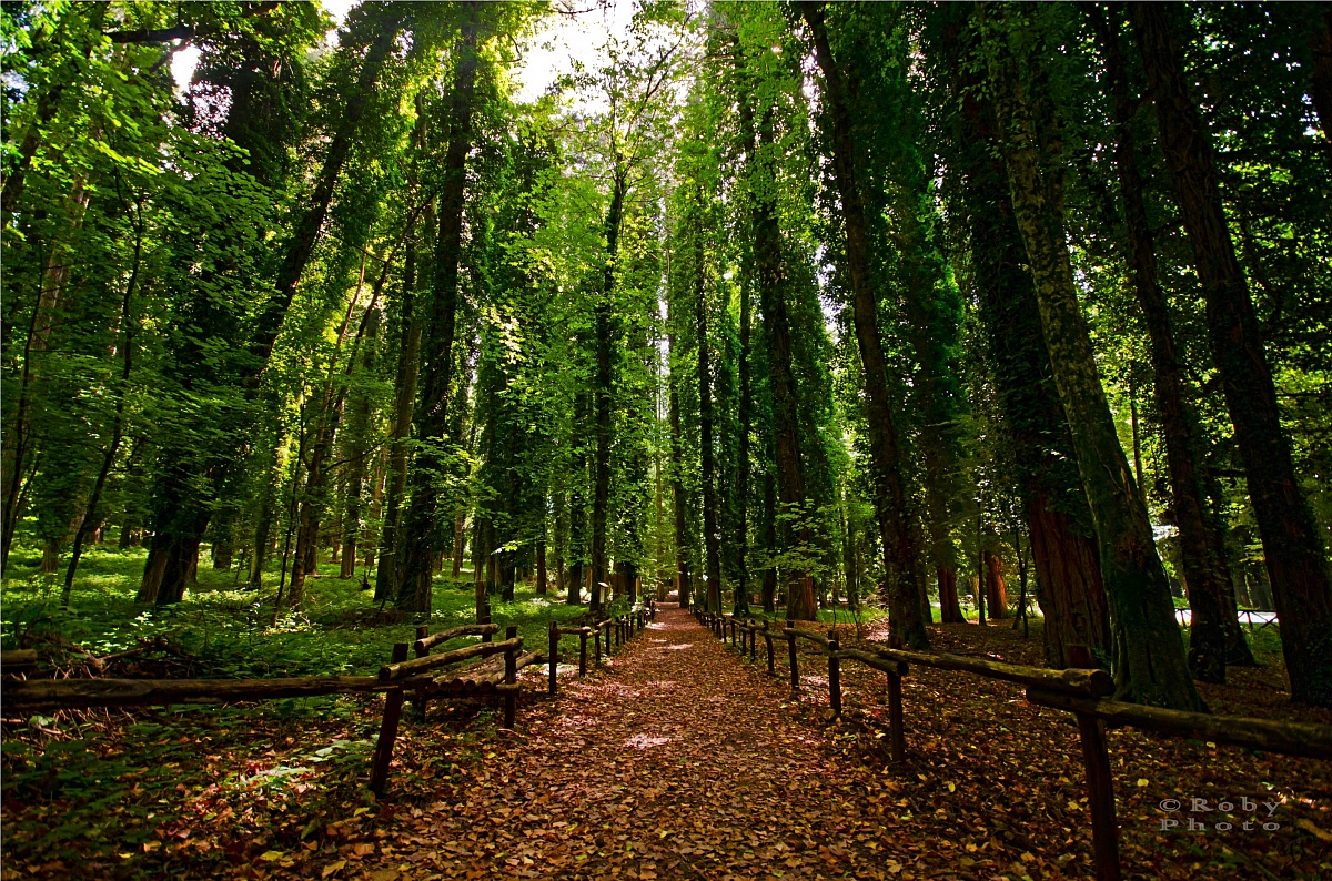 شیڈو جنگل - Foresta Umbra | Secret World Trip Planner
