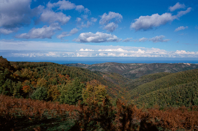 شیڈو جنگل - Foresta Umbra | Secret World Trip Planner