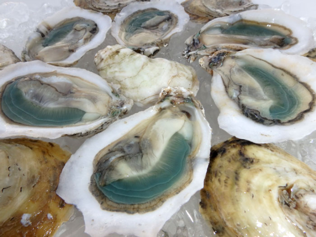 Green Gill Oysters — Carolina Beach