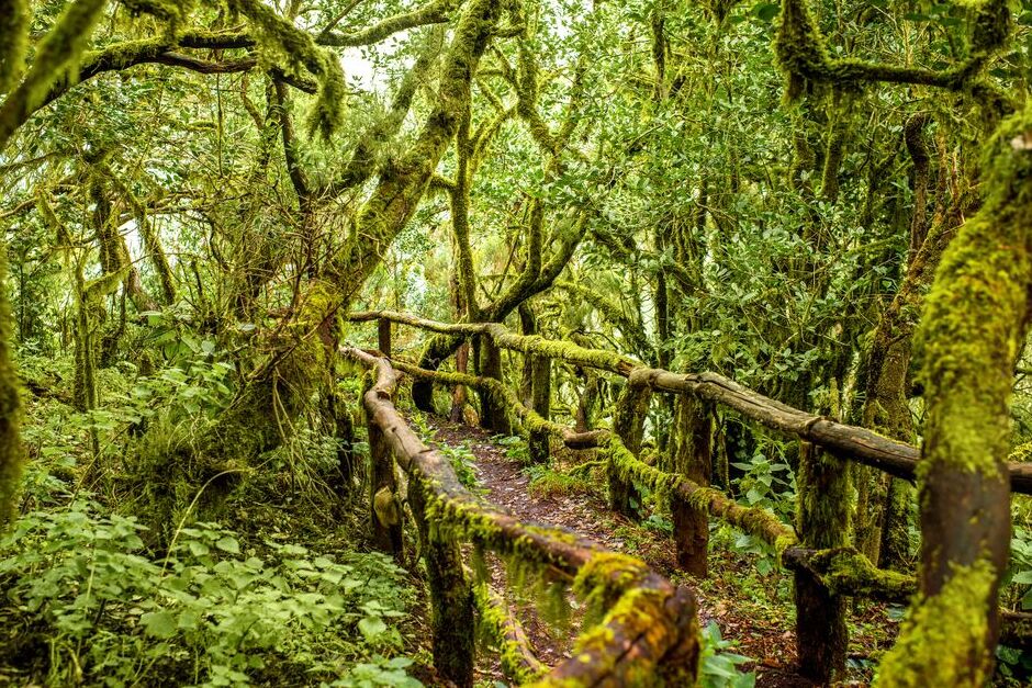 L'île de La Gomera et la forêt de lauriers — La Palmita