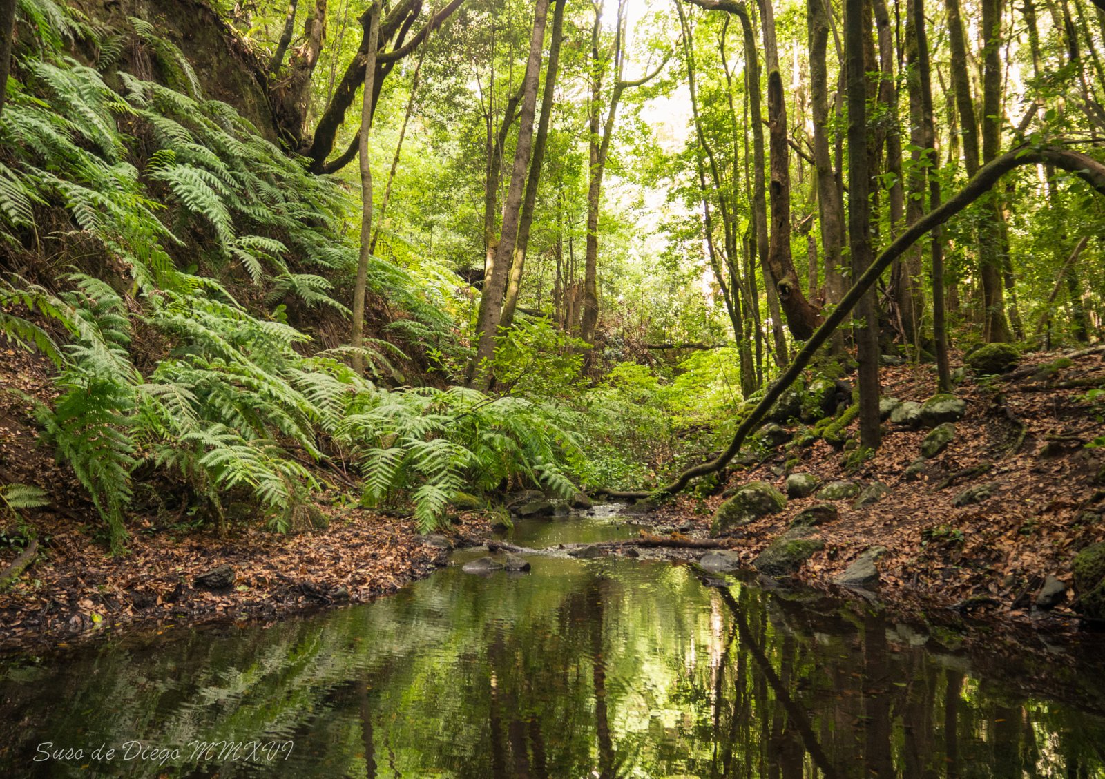 L'île de La Gomera et la forêt de lauriers - La Palmita | Secret World Trip Planner