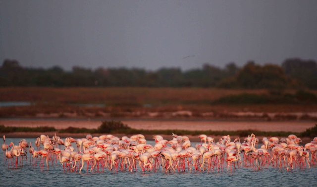 parque nacional de chundikulam - Pachchilapalli | Secret World Trip Planner