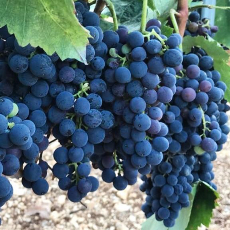 Variedad de uva Nero di Troia - Troia | Secret World Trip Planner