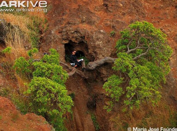 Dendroseris neriifolia на остров Робинзон Крузо - Robinson Crusoe Island | Secret World Trip Planner