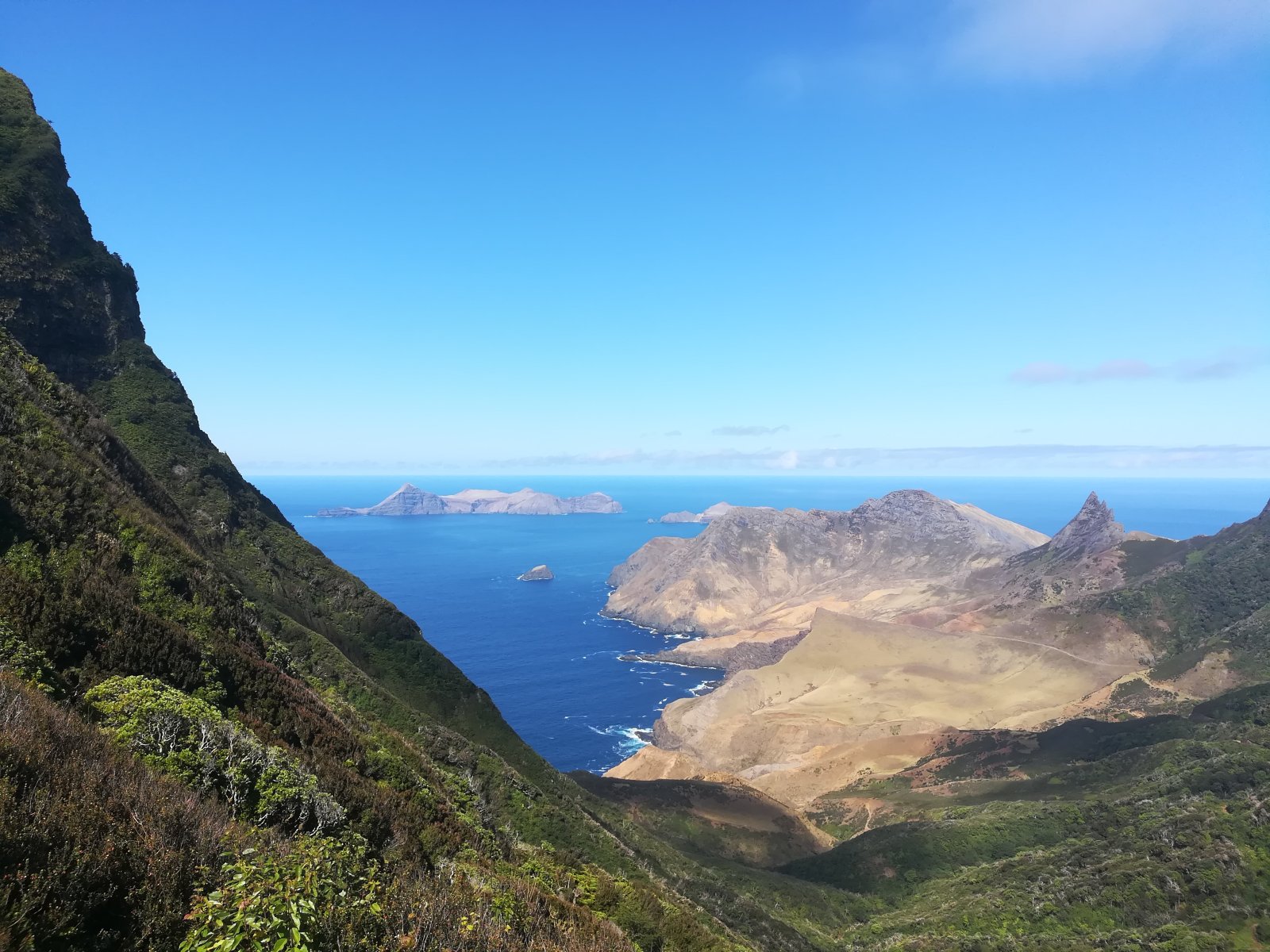 Dendroseris neriifolia на остров Робинзон Крузо - Robinson Crusoe Island | Secret World Trip Planner