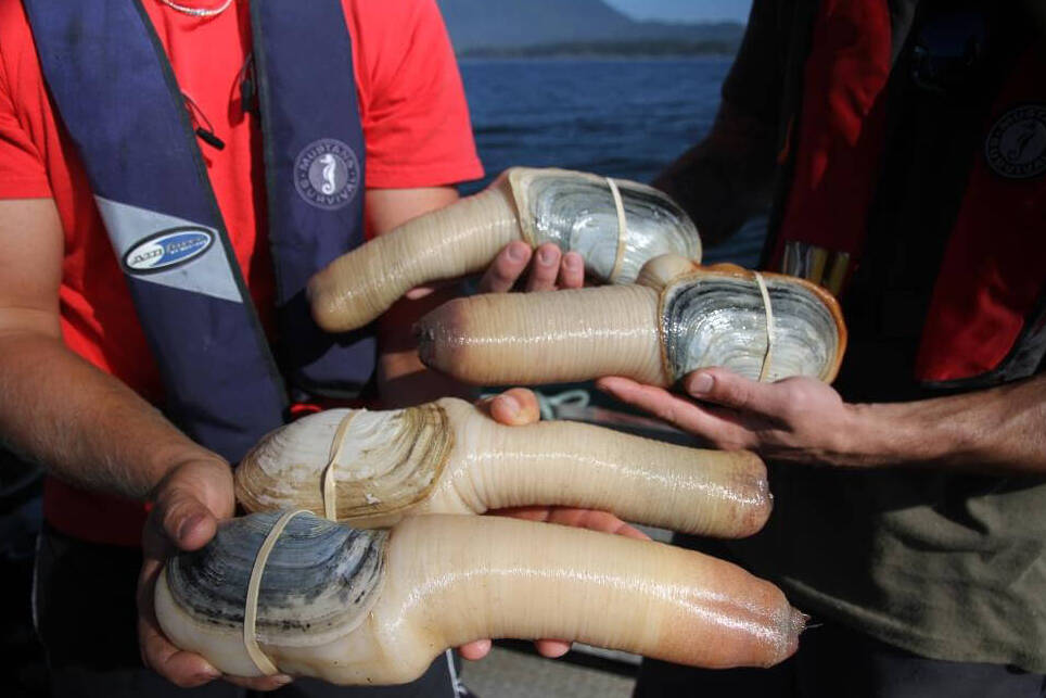 Geoduck - het grootste weekdier ter wereld - Alaska | Secret World Trip Planner
