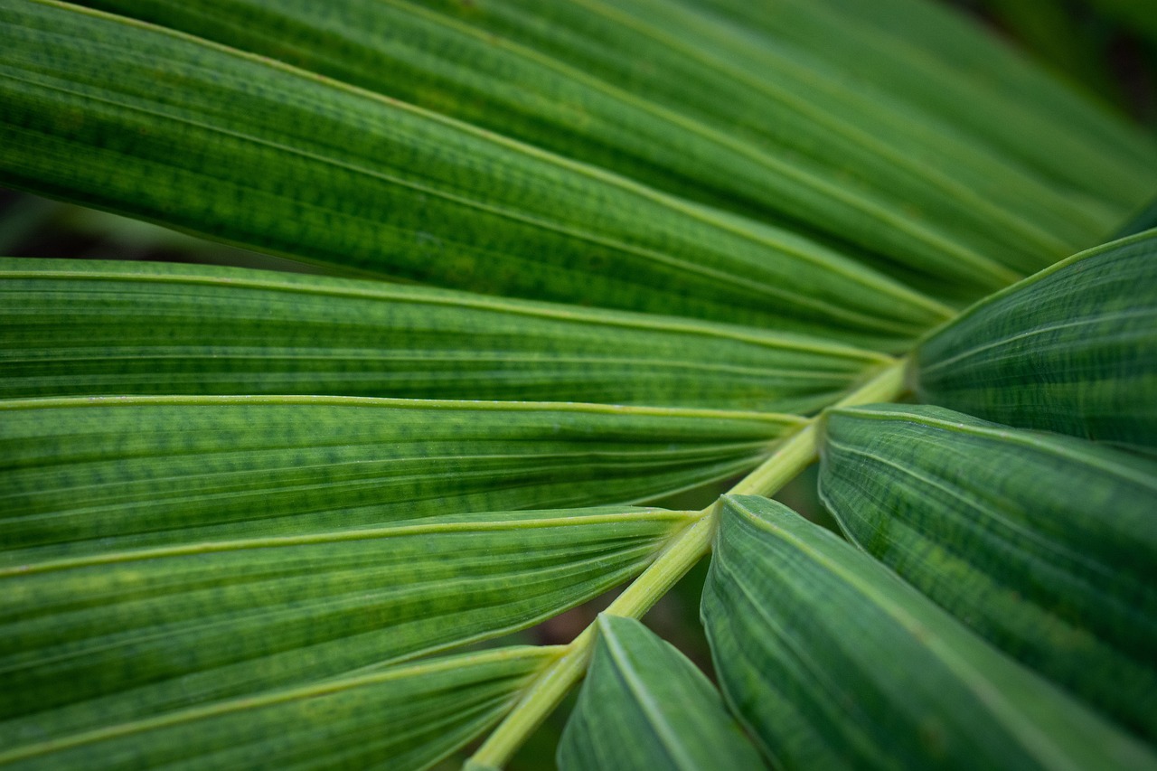 Ing Montreal Botanical Garden - Montréal | Secret World Trip Planner