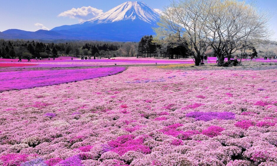 Japan: Hitachi Seaside Park - Hitachinaka | Secret World Trip Planner