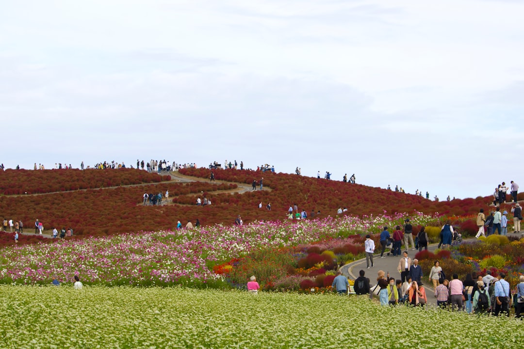 Japan: Hitachi Seaside Park - Hitachinaka | Secret World Trip Planner