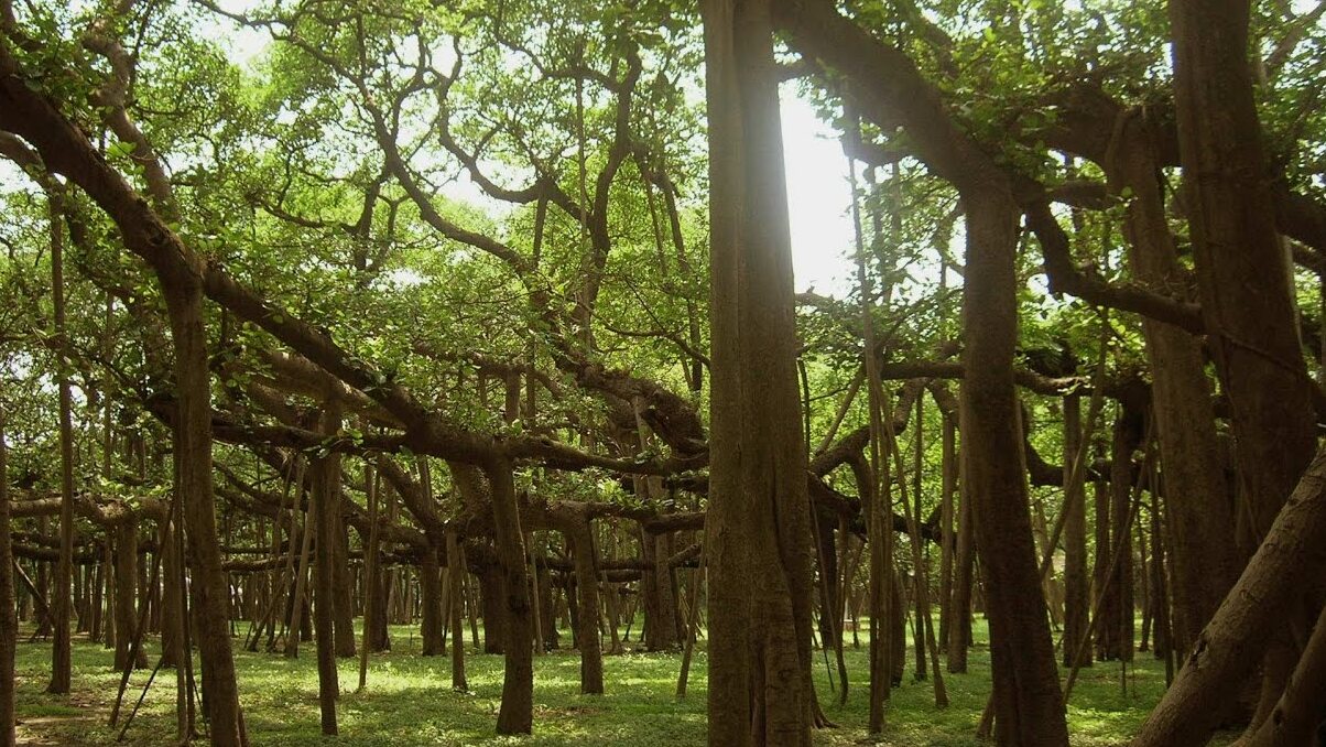 Buyuk Banyan - Kolkata - Bengala Occidentale 711103 | Secret World Trip Planner