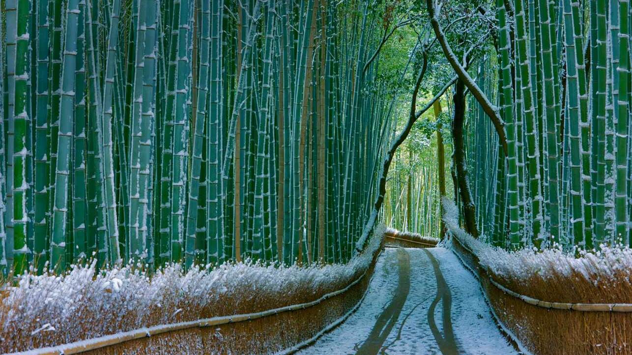 Sagano-wspaniały las bambusowy - Kyoto | Secret World Trip Planner