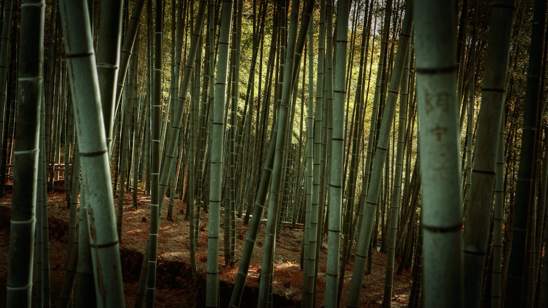 Sagano-wspaniały las bambusowy - Kyoto | Secret World Trip Planner